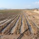 Excessive sprinkling irrigation of a lettuce field in August (© Joris de Vente 2007)