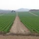 Lettuce fields in November (© Joris de Vente 2007)