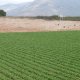 Lettuce fields in November (© Joris de Vente 2007)