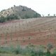 Field with young almond trees (© Joris de Vente, 2007)<br>