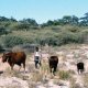 Spread of thorn bushes is an increasing problem in Botswana. (©Reed et al. 2008)<br />