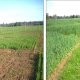 New crop rotation for the rehabilitation of soil fertility in Mediterranean agriculture farming systems. Cereal-pasture legumes.