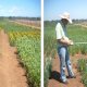 New crop rotation for the rehabilitation of soil fertility in Mediterranean agriculture farming systems. Cereal-grain legumes.