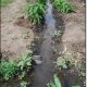 <p>Furrow irrigation leading to erosion</p>