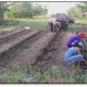 <p>Installing drip irrigation lines in tomato plots</p>