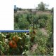 <p>Experimental plot with dirp irrigation of tomatoes at Sishkine family backyard.</p>