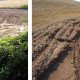 Left: Connectivity effects and deposition close to a riverbank (Sept. 2008) Right: Concentrate water erosion at field border before residue burning activities (Sept. 2008)