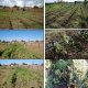 Drip irrigation on the farm of Mr N.D. Sobolev (Dzhanybek study area, Romashky village, Pallasovsky Region of Vogograd Region, Russia)