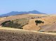 Rendina basin (Basilicata region, Italy). Wheat fields and degraded pasture (Sept. 2008)