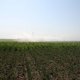 Field of corn crop plantation under irrigation.