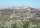 Olive groves in a fragile to desertification area.<br>