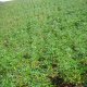 A dense field of lupin with a high degree of soil cover.