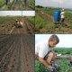 Drip irrigation on the farm of Mr K. Tsoy at Novy study area, Mikhailovsky village, Marksovsky Region of Saratov Region, Russia.