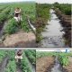 Furrow irrigation on the farm of Mr K. Tsoy at Novy study area, Mikhailovsky village, Marksovsky Region of Saratov Region, Russia.