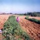 Manioc and grass in strips, Philippines (WOCAT database).