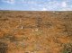 Tensiometers in plots during the dry season (© Christian Prat, 2007)