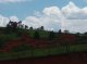 Gullies in the landscape during the rainy season, Atecuaro caldera (© Christian Prat)<br>