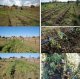 Drip Irrigation at the farm of Mr Sobolev N.D. (Dzhanybek study area, Romashky village, Pallasovsky Region of Vogograd Region, Russia)