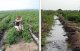 Irrigation by furrow at farm of Mr TSOY K. (Novy study area, Mikhailovsky village, Marksovsky Region of Saratov Region, Russia)