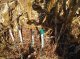 Tensiometers in plot between corn plants (© Christian Prat, 2007)