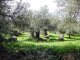 Well-managed olive grove in Chania region, Crete (© C. Kosmas, 2008)