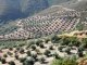 New, intensively cultivated, olive plantation, Chania, Crete  (© C. Kosmas, 2008)